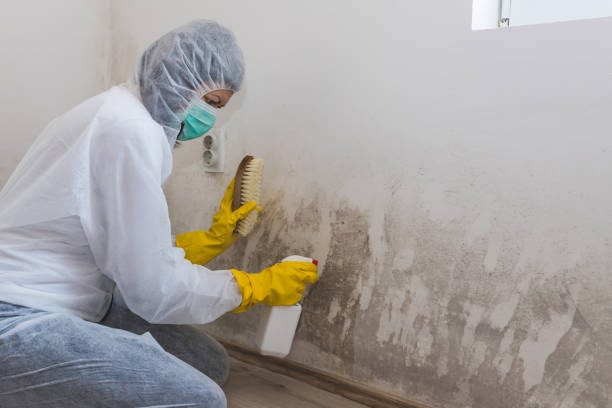 Best Mold Prevention Services  in USA